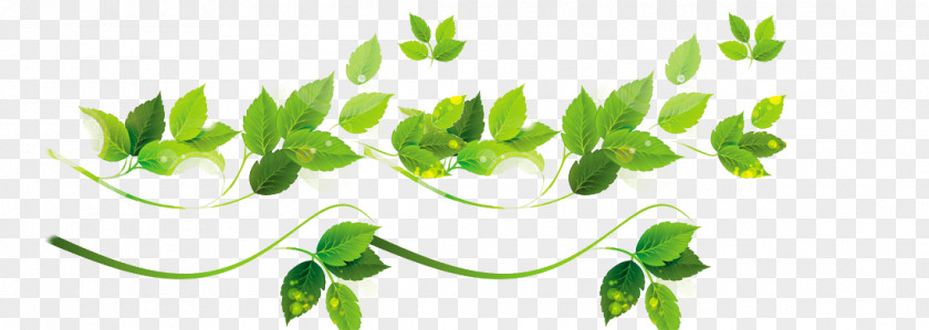 Leaf Clip Art PNG