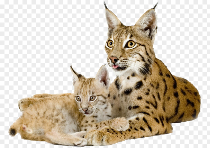 Leopard Eurasian Lynx Bobcat Canada Felidae PNG