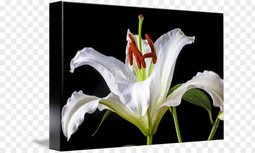 Painting Still Life Canvas Print Tiger Lily PNG