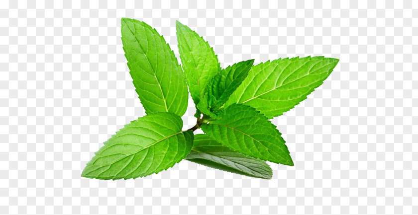 Pepermint Peppermint Herb Menthol Spearmint PNG