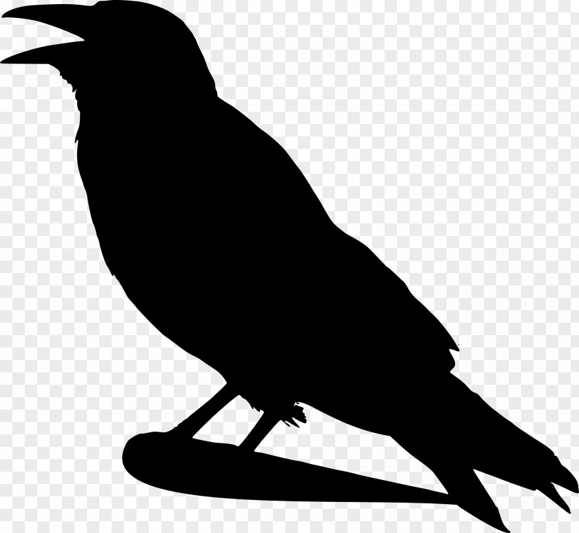 Silhouettes American Crow Bird Common Raven PNG