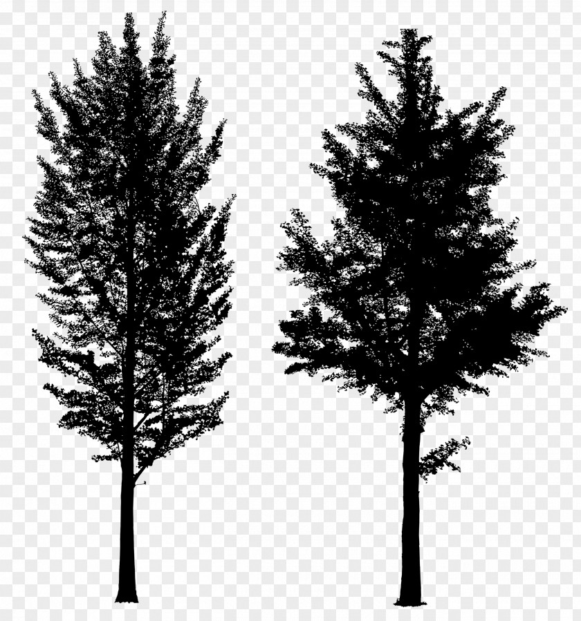 Spruce Fence Tree Concrete Larch PNG