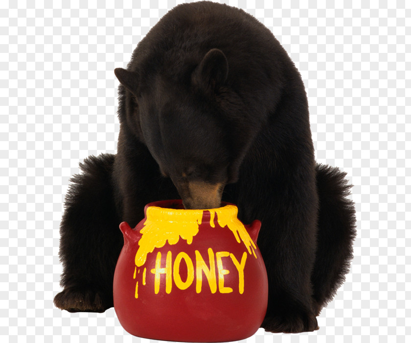 Bear American Black Brown PNG