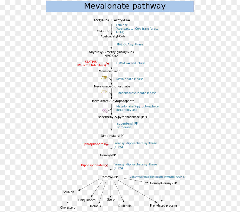 Mevalonate Kinase Deficiency Pathway Mevalonic Acid Metabolic HMG-CoA Reductase Dimethylallyl Pyrophosphate PNG