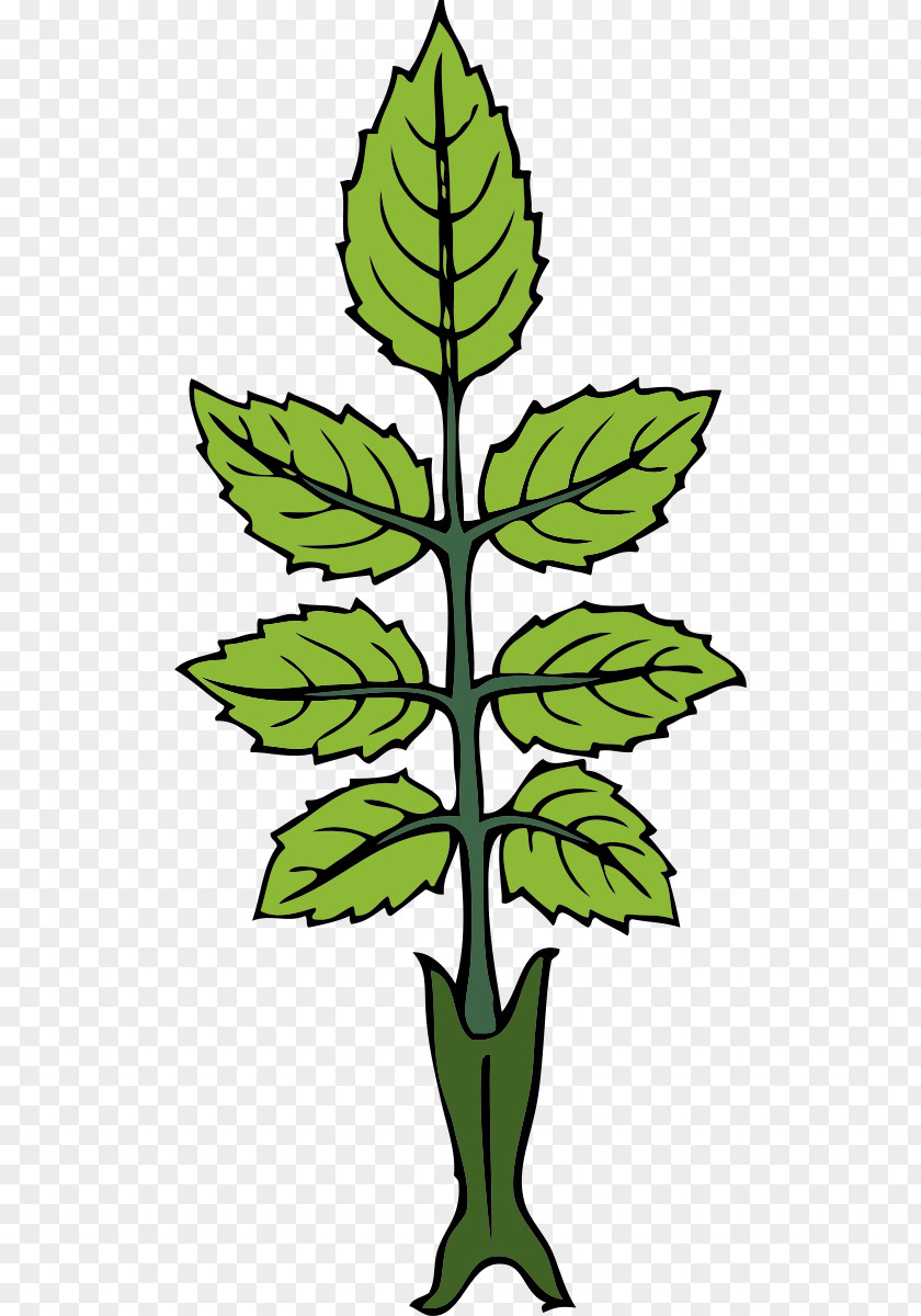 Mint Flowers Rose Leaf Clip Art PNG