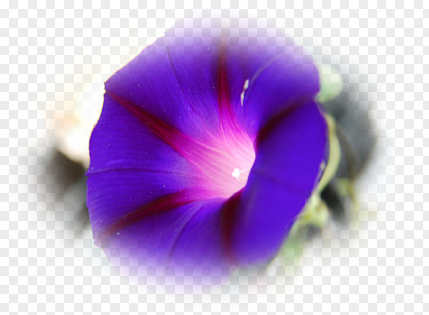 Perennial Plant Iris Violet Flower PNG