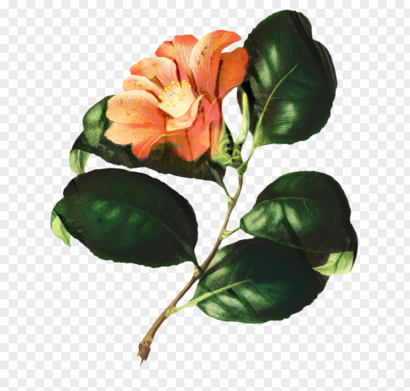 Plant Stem Rose Flower Art Watercolor PNG