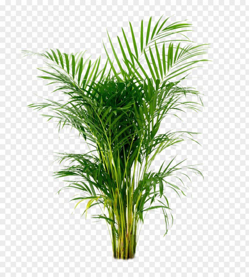 Potted Plant Areca Palm Arecaceae Houseplant Ornamental PNG