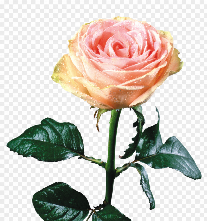 Rose Still Life: Pink Roses Flower Clip Art PNG