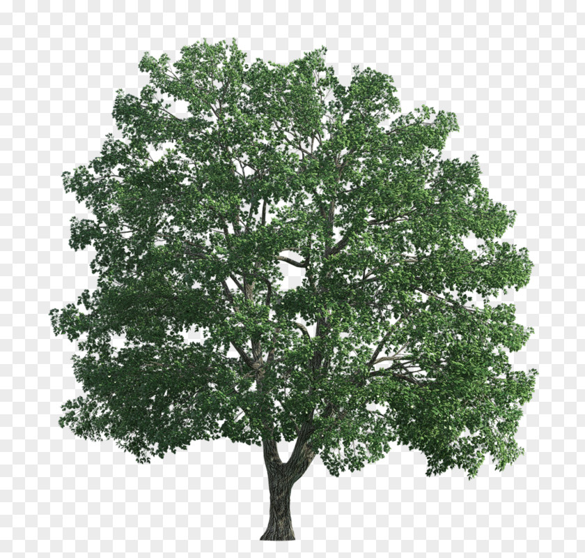 Transparency And Translucency Tree Editing PNG
