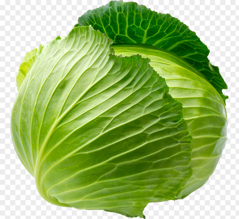 Cabbage Savoy Leaf Vegetable PNG