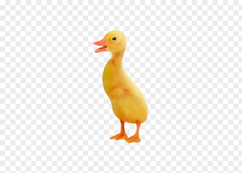 Creative Pull Small Yellow Duck Free Little Project Goose PNG