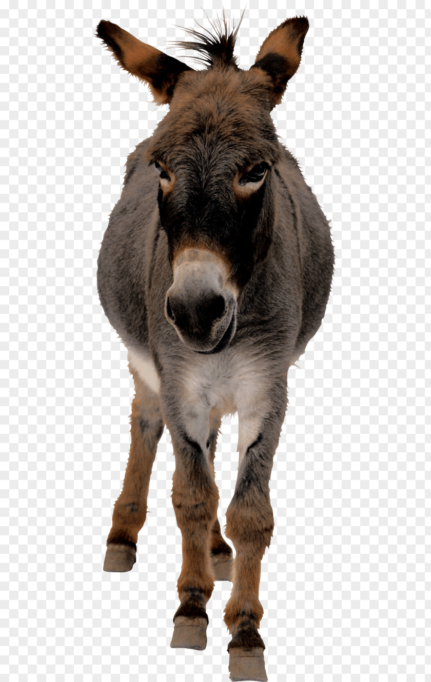 Donkey Image Clip Art PNG