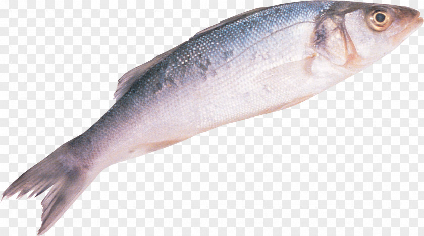 Fish Sardine European Bass Common Sole Drums PNG