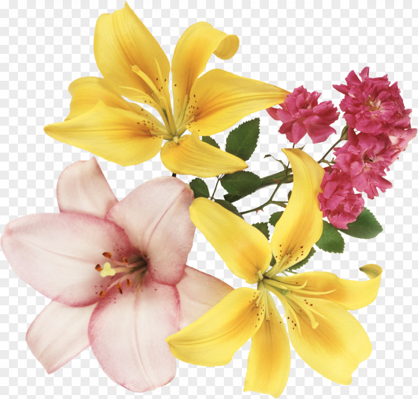 Lily Festival Of The Flowers PNG