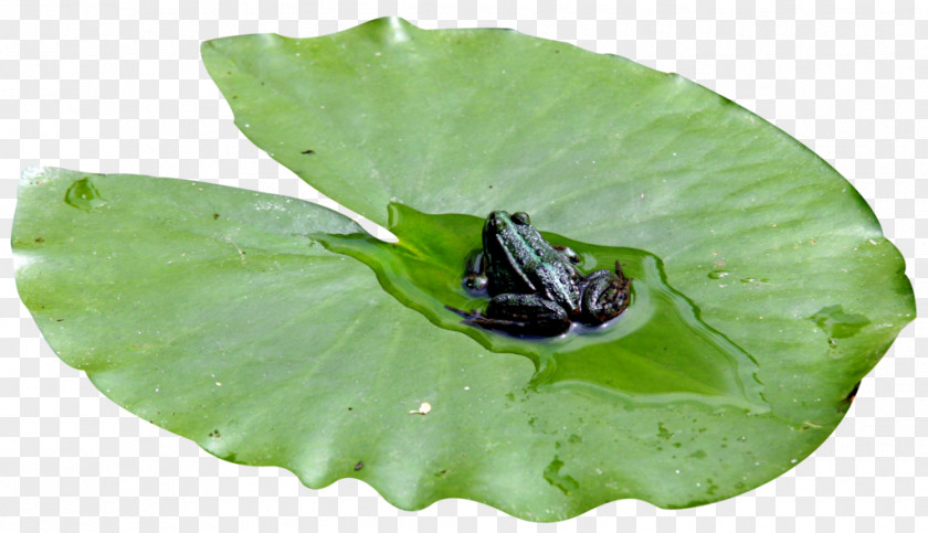 Lily Pads Pacific Tree Frog Leaf Sacred Lotus PNG