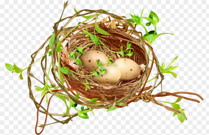 Plant Food Egg Cartoon PNG