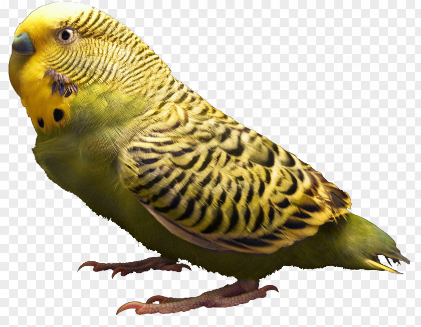 Fille Budgerigar Bird Parrot Parakeet Pet PNG