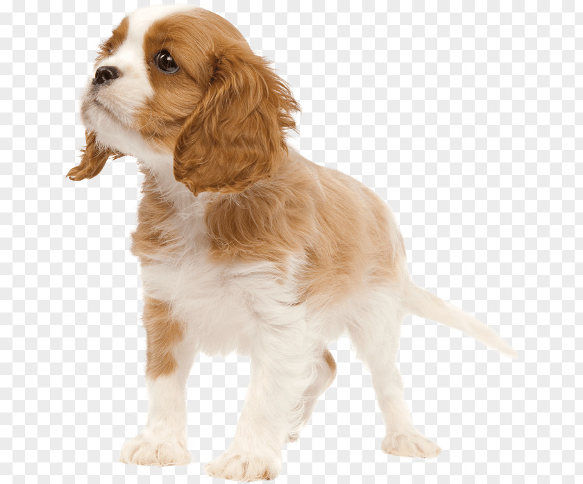 Puppy Welsh Springer Spaniel Cavalier King Charles Dog Breed PNG