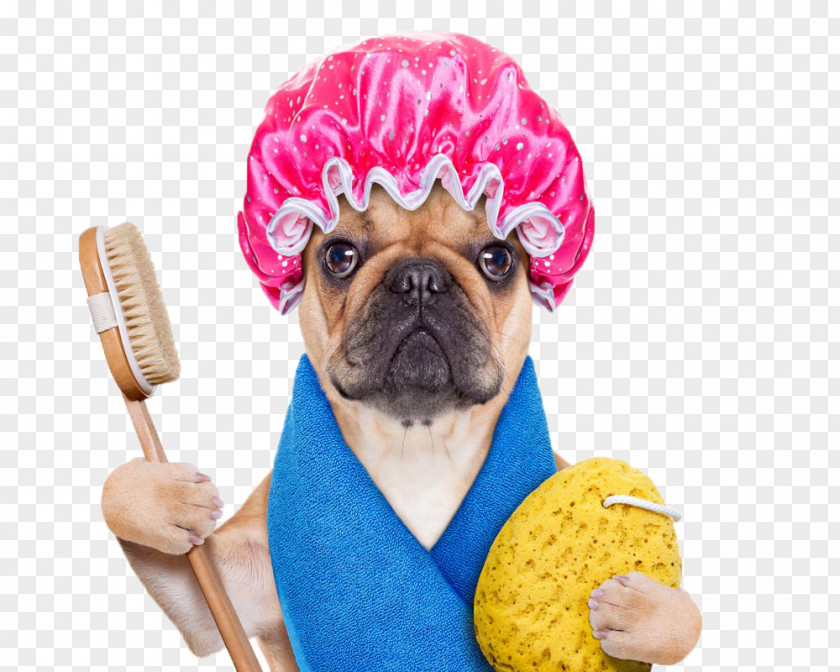 Cute Dog French Bulldog Grooming Pet Daycare PNG