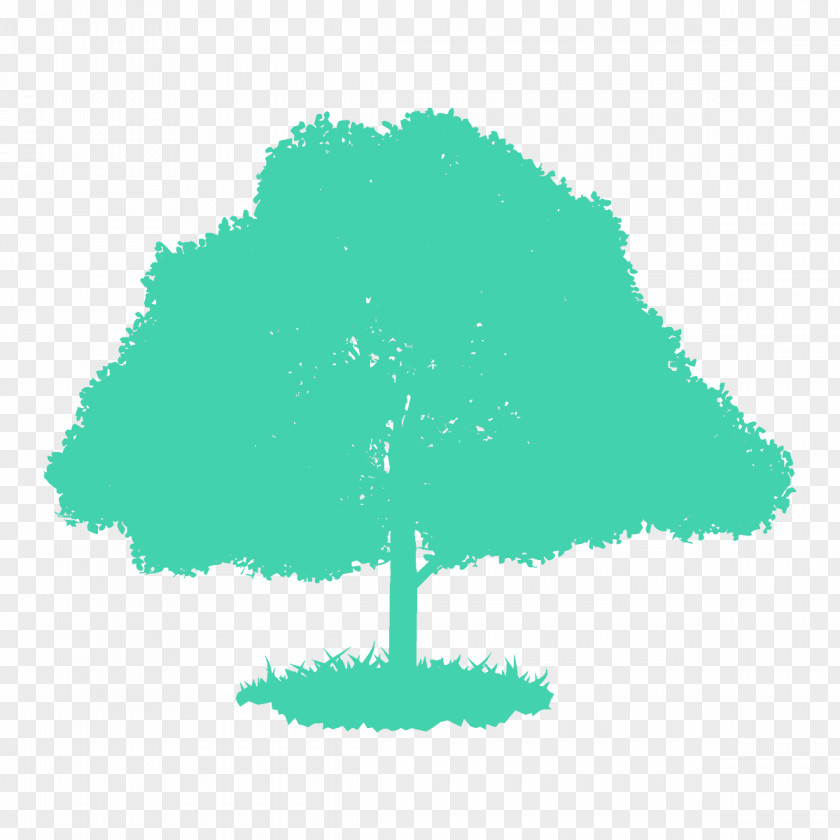 Grass Plant Green Tree Woody Leaf PNG