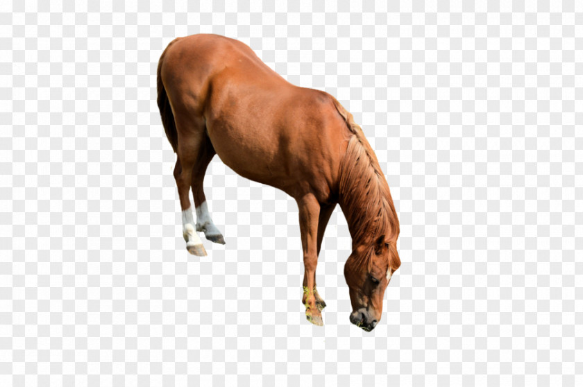 Horse Mustang Horses Stallion Mare PNG
