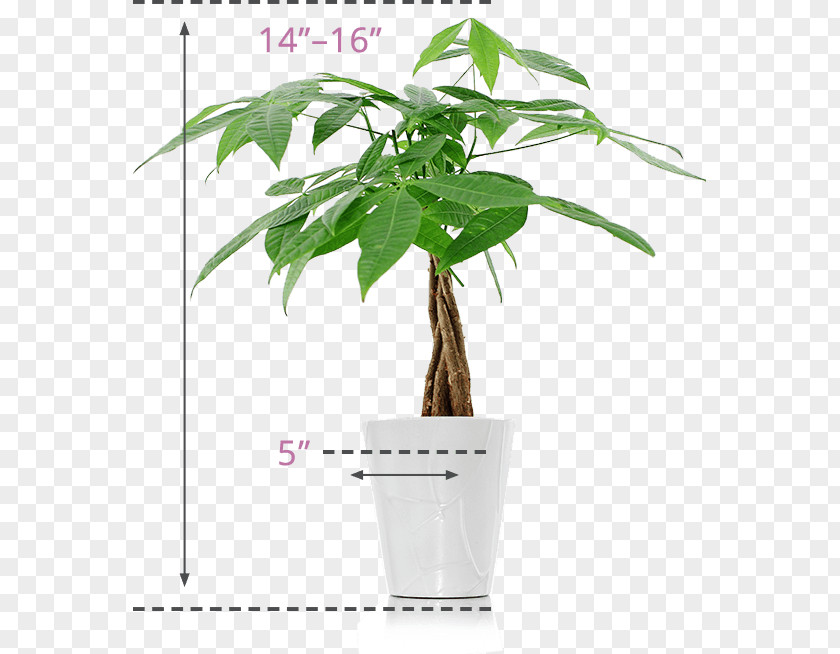 Money Tree Guiana Chestnut Plant Lucky Bamboo Flower PNG