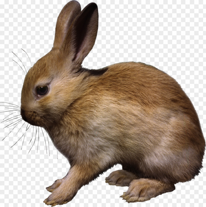 Pascoa Hare Easter Bunny Domestic Rabbit Animal PNG