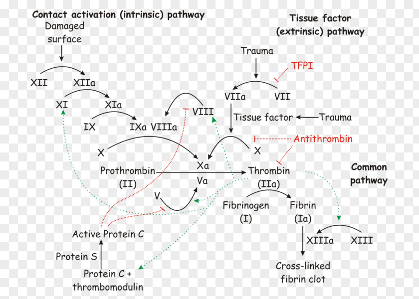 Blood Coagulation Hemostasis Fibrin Partial Thromboplastin Time Platelet PNG