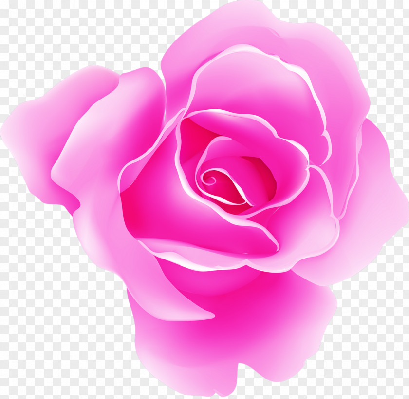 Garden Roses Pink Cabbage Rose Beach PNG