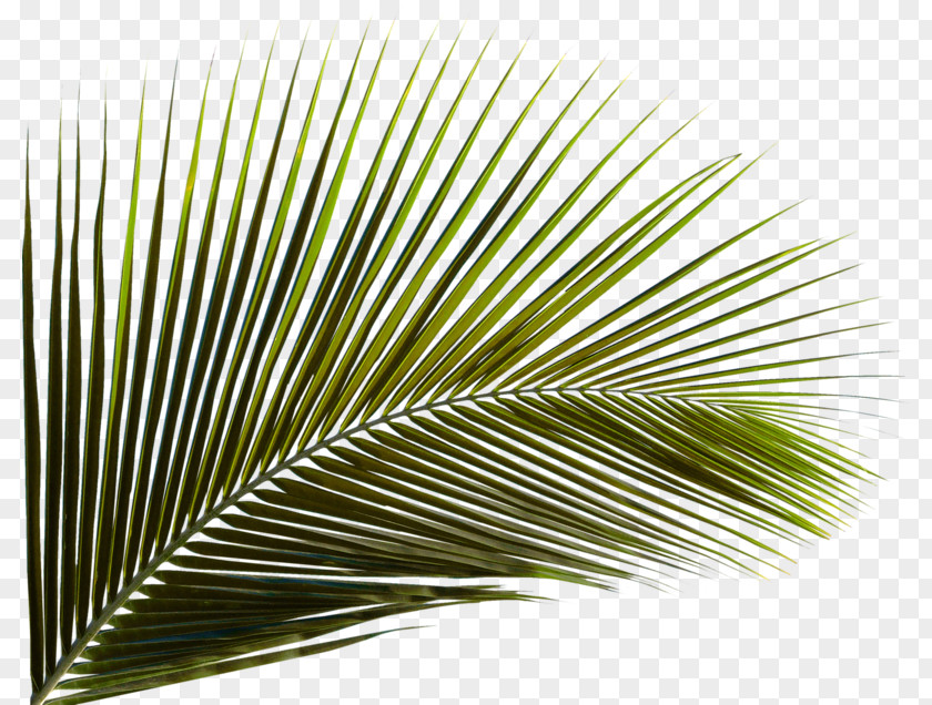 Green Coconut Leaves Arecaceae Leaf Palm Branch Areca PNG