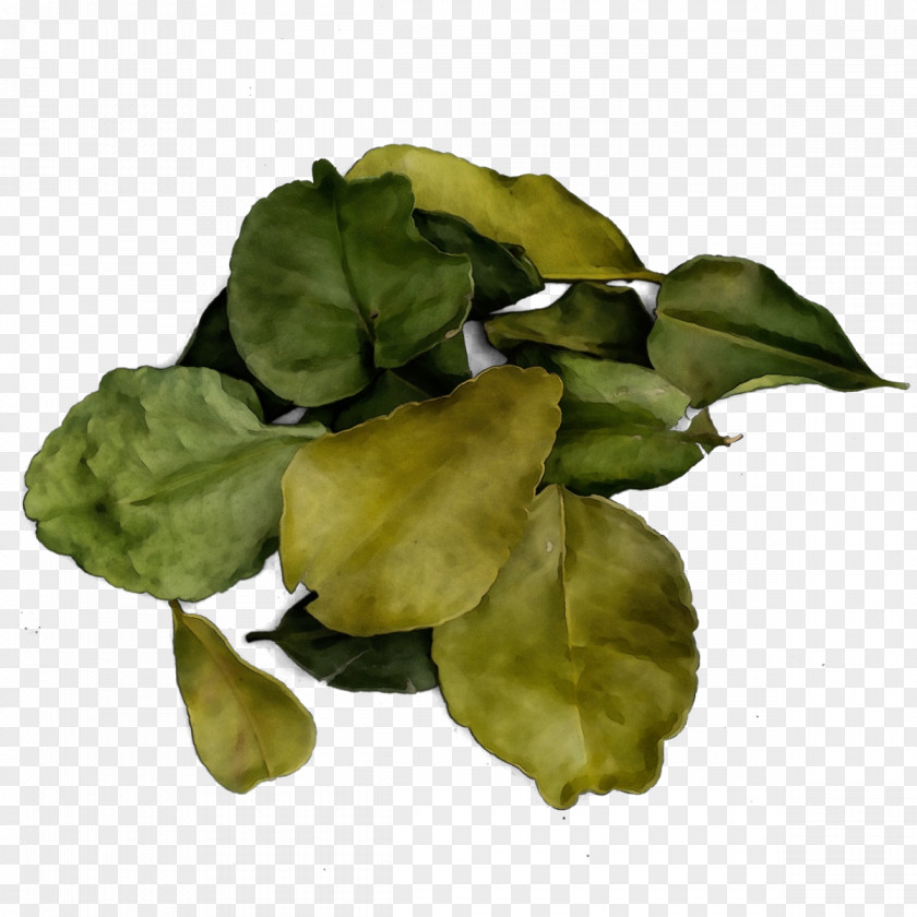 Herb Basil Flower Leaf Plant Petal PNG