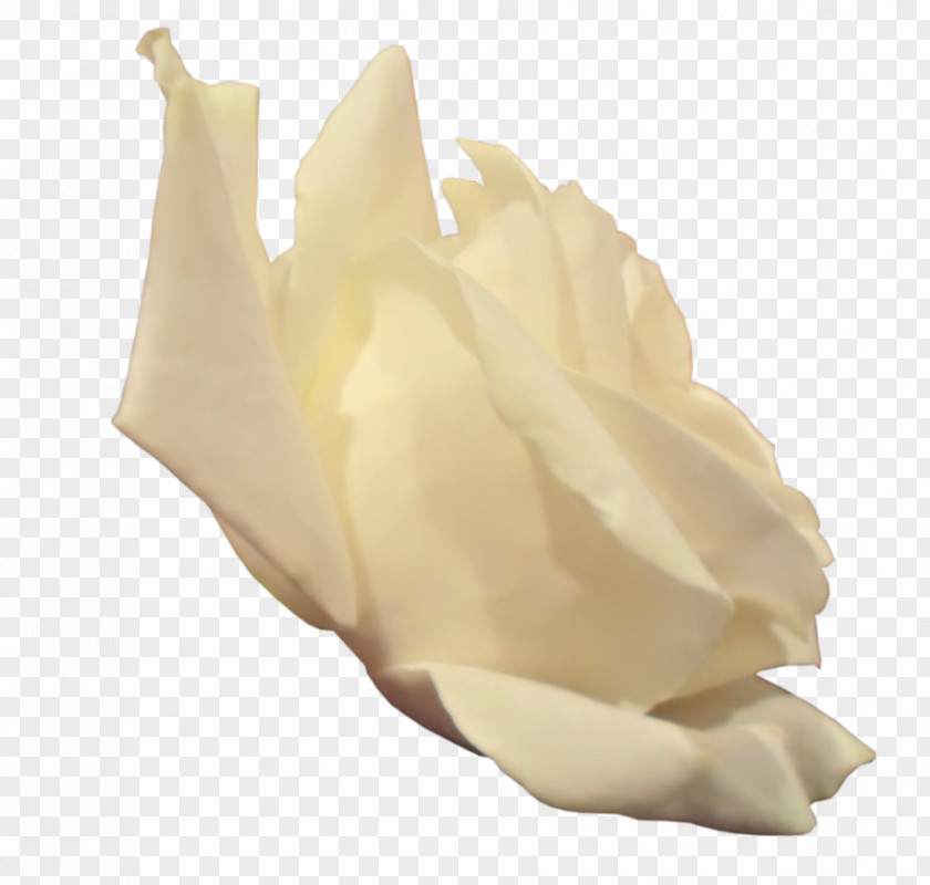 The Side Of White Rose Raster Graphics PNG