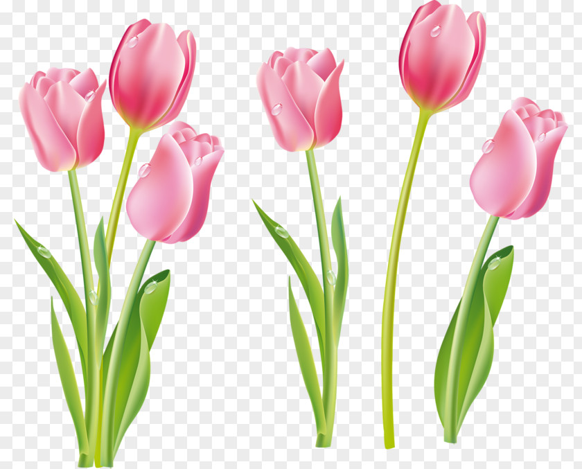 Tulip Flower Clip Art PNG