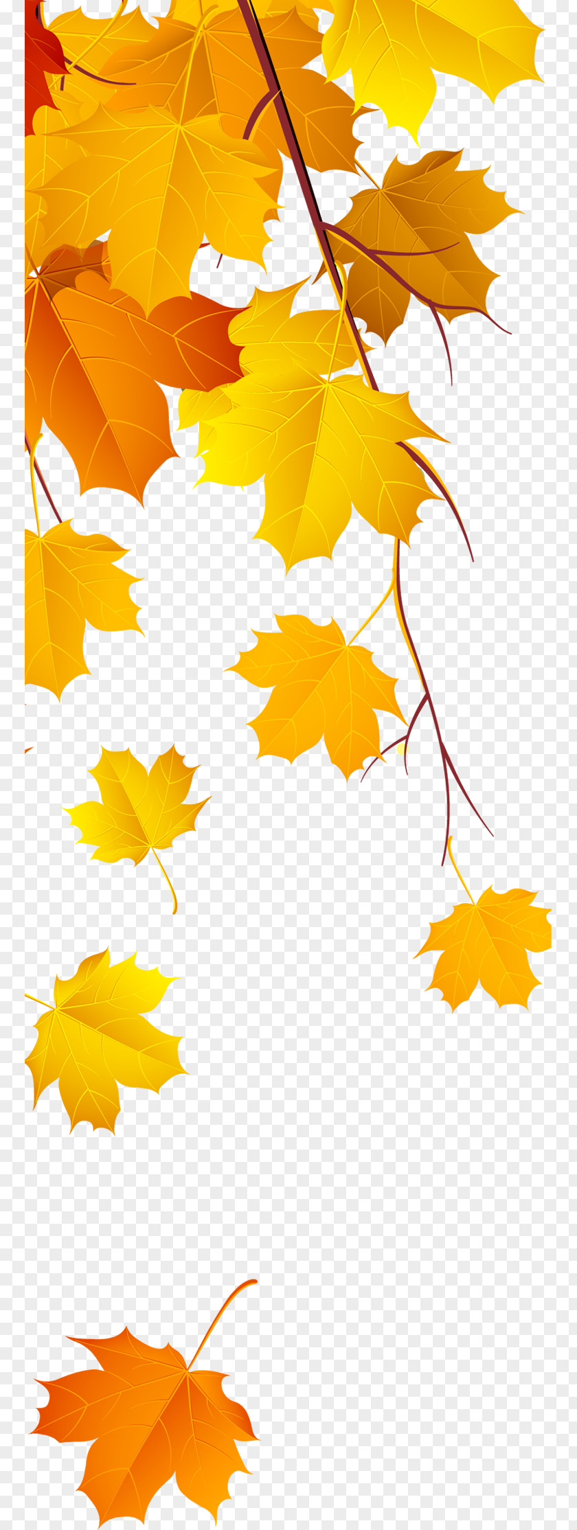 Beautiful Jinhuang Feng Falling Leaves Maple Leaf Yellow PNG