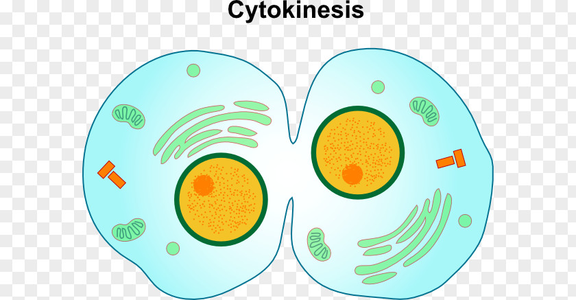 Cancer Cell Cartoon Mitosis/Cytokinesis Division PNG