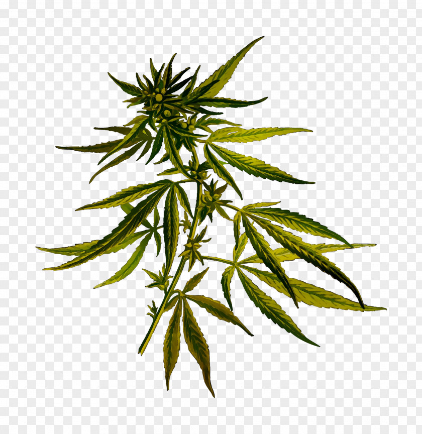 Cannabis Sativa Cannabidiol Hemp Light PNG