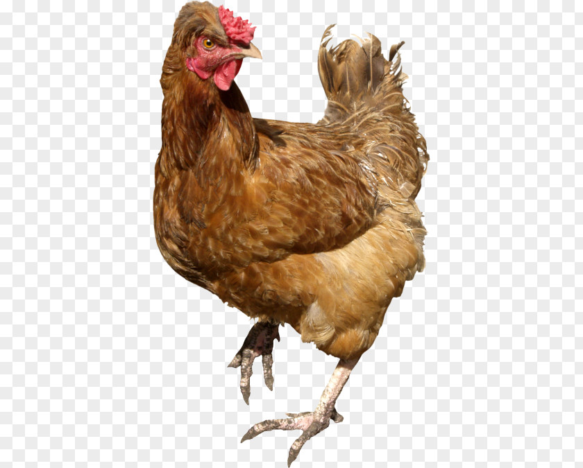 Chicken Image Stock.xchng Stock Photography PNG
