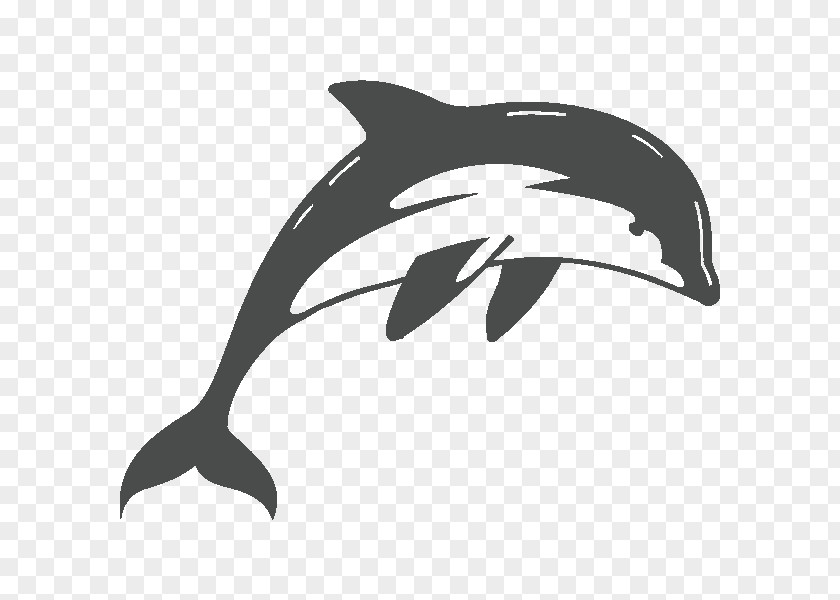 Dolphin Short-beaked Common Wall Decal PNG