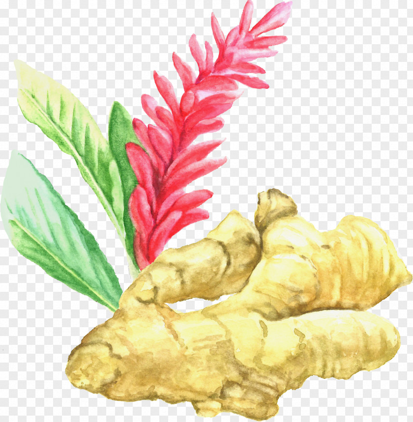 Ginger Root Extract Spice Herb Flowering Plant PNG