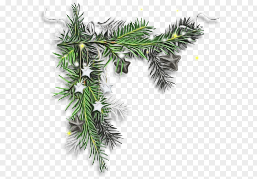 Juniper Arecales Christmas Black And White PNG