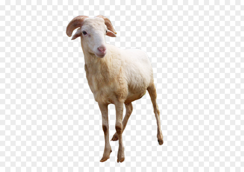 Sheep Goat Terrestrial Animal Snout PNG