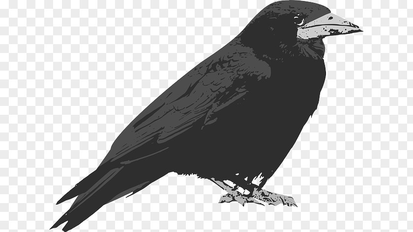 The Crow Common Raven Clip Art PNG