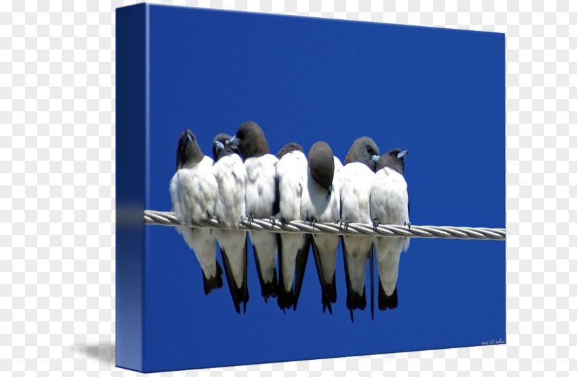 Unity Day Holiday Barn Swallow Stock Photography Advertising Mother PNG