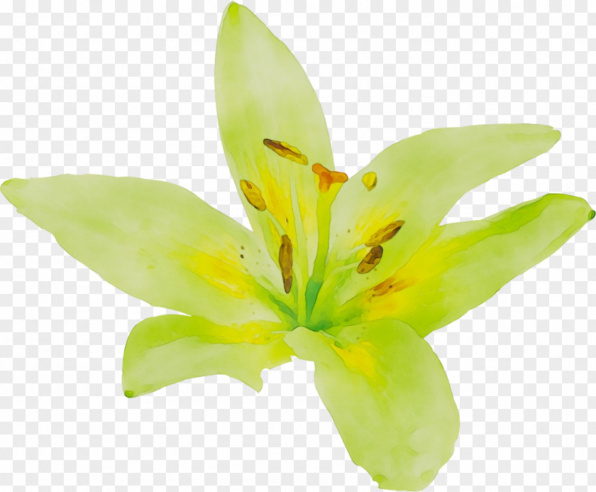 Yellow Plant Stem Plants Lily M PNG