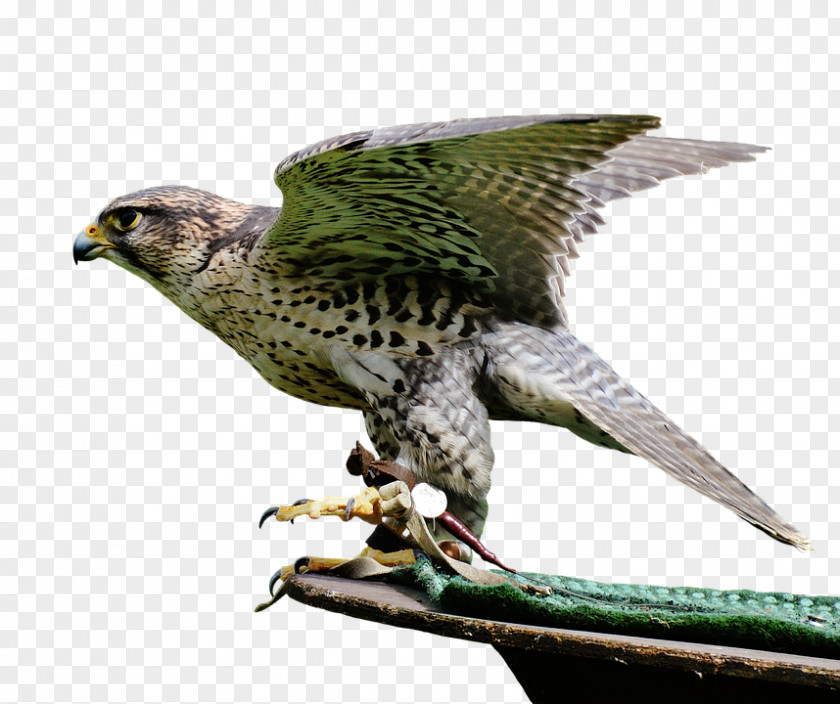 Bird Of Prey Falcon Image PNG