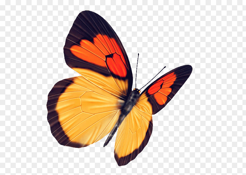 Butterfly Pictures Raster Graphics Yellow PNG