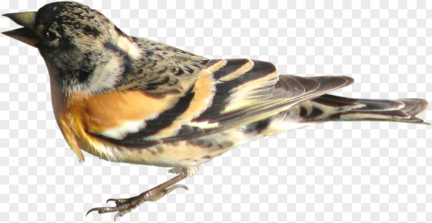 Chirping Birds Bird Brambling Domestic Pigeon Finch Sparrow PNG