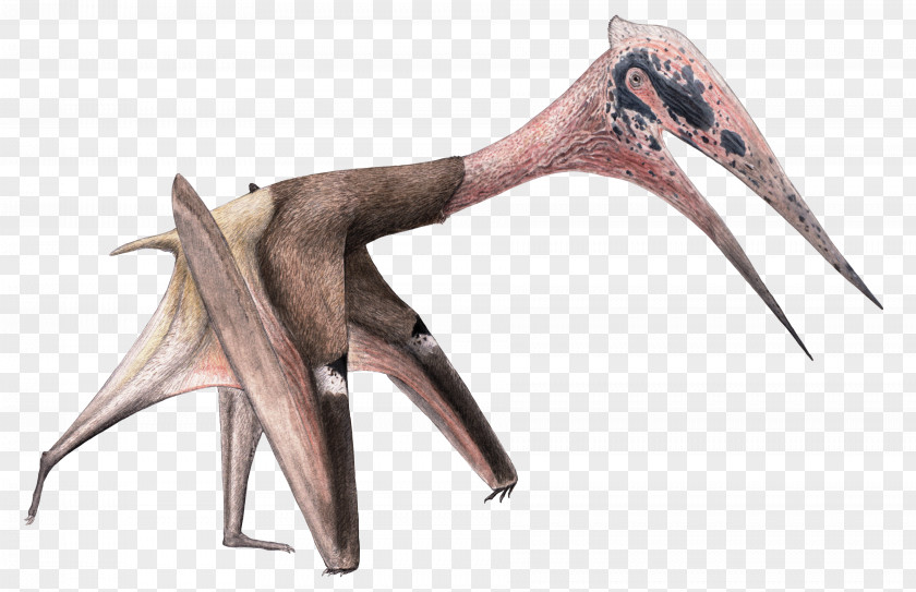 Dinosaur Mongolia Vertebrate Fossil Flying Reptiles PNG