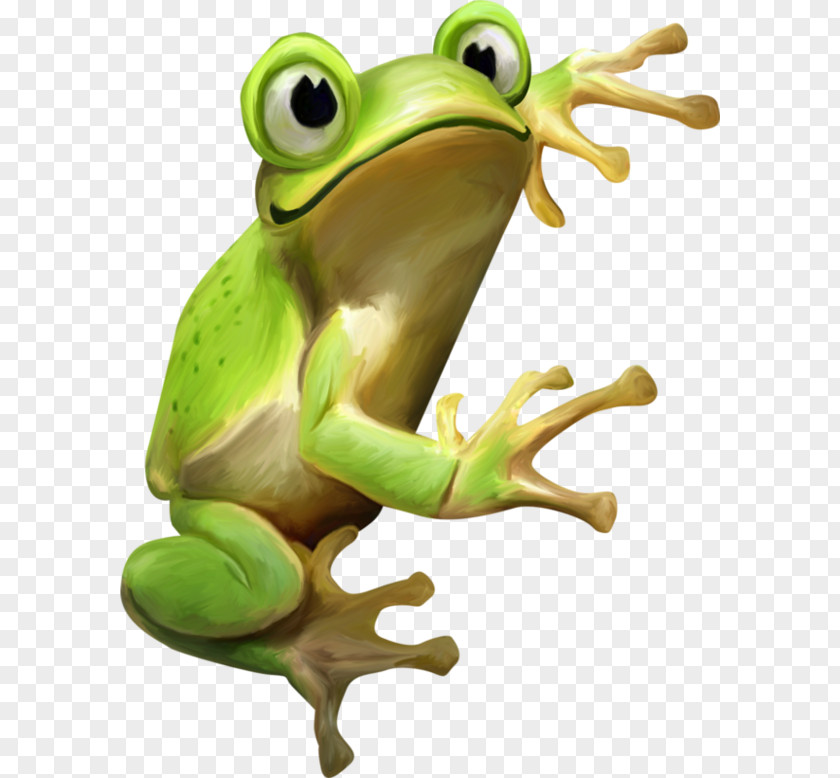Frog Edible Drawing Amphibians PNG